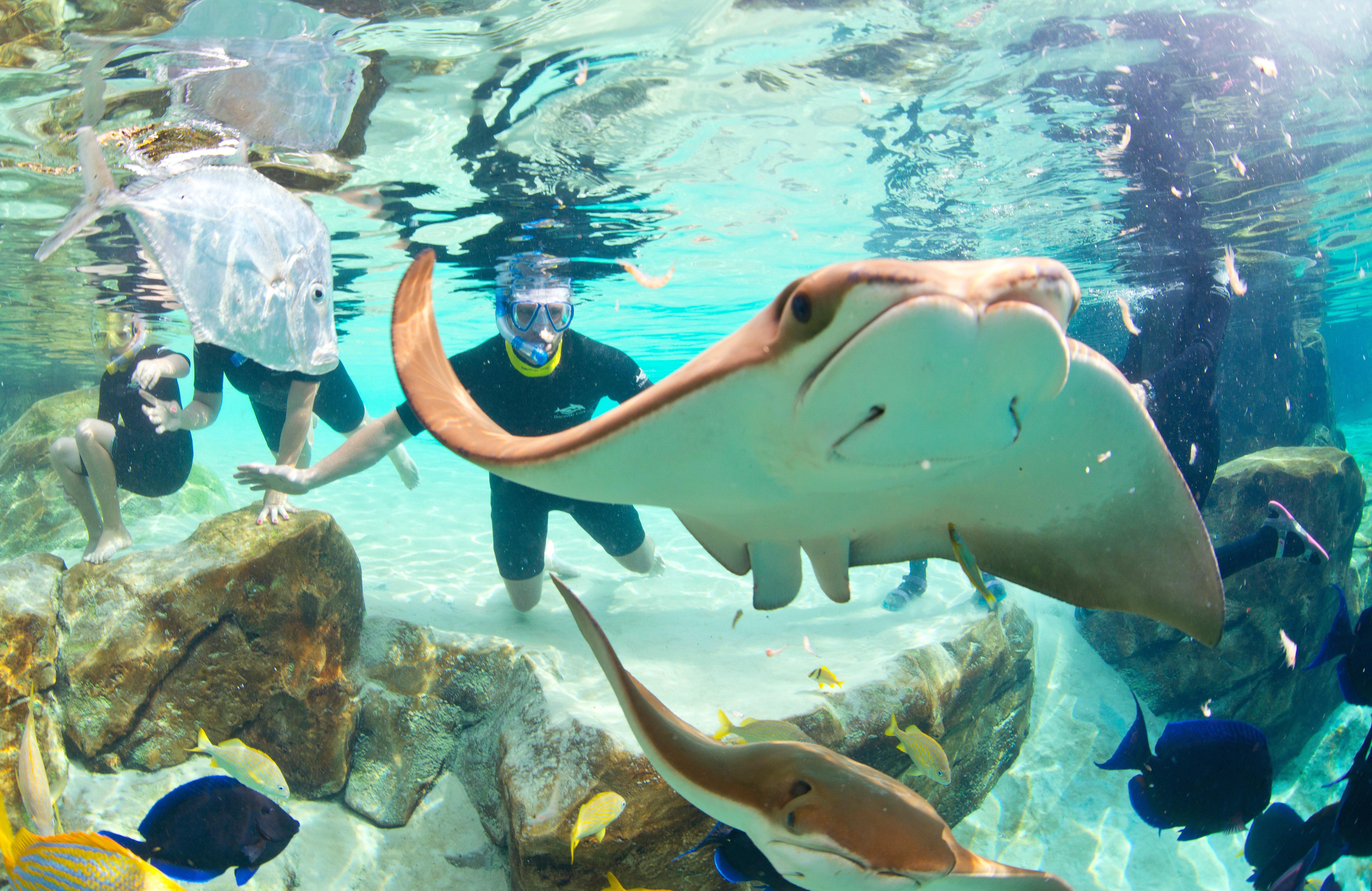 Staybridge Orlando At Seaworld By Ihg Williamsburg